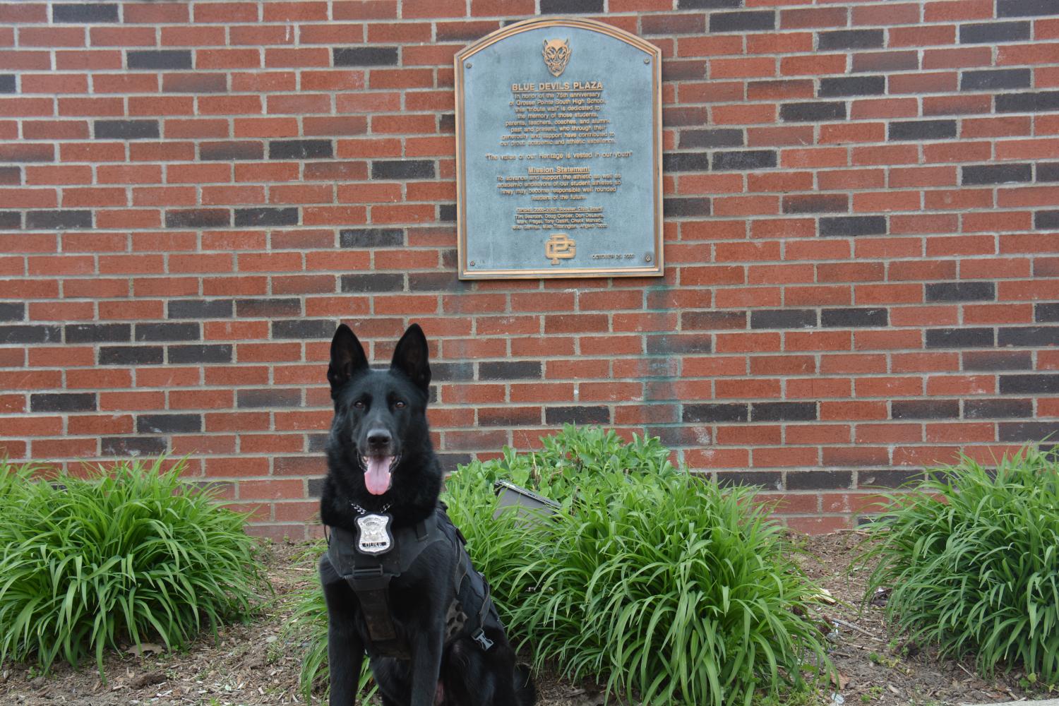 Duke, the police dog.