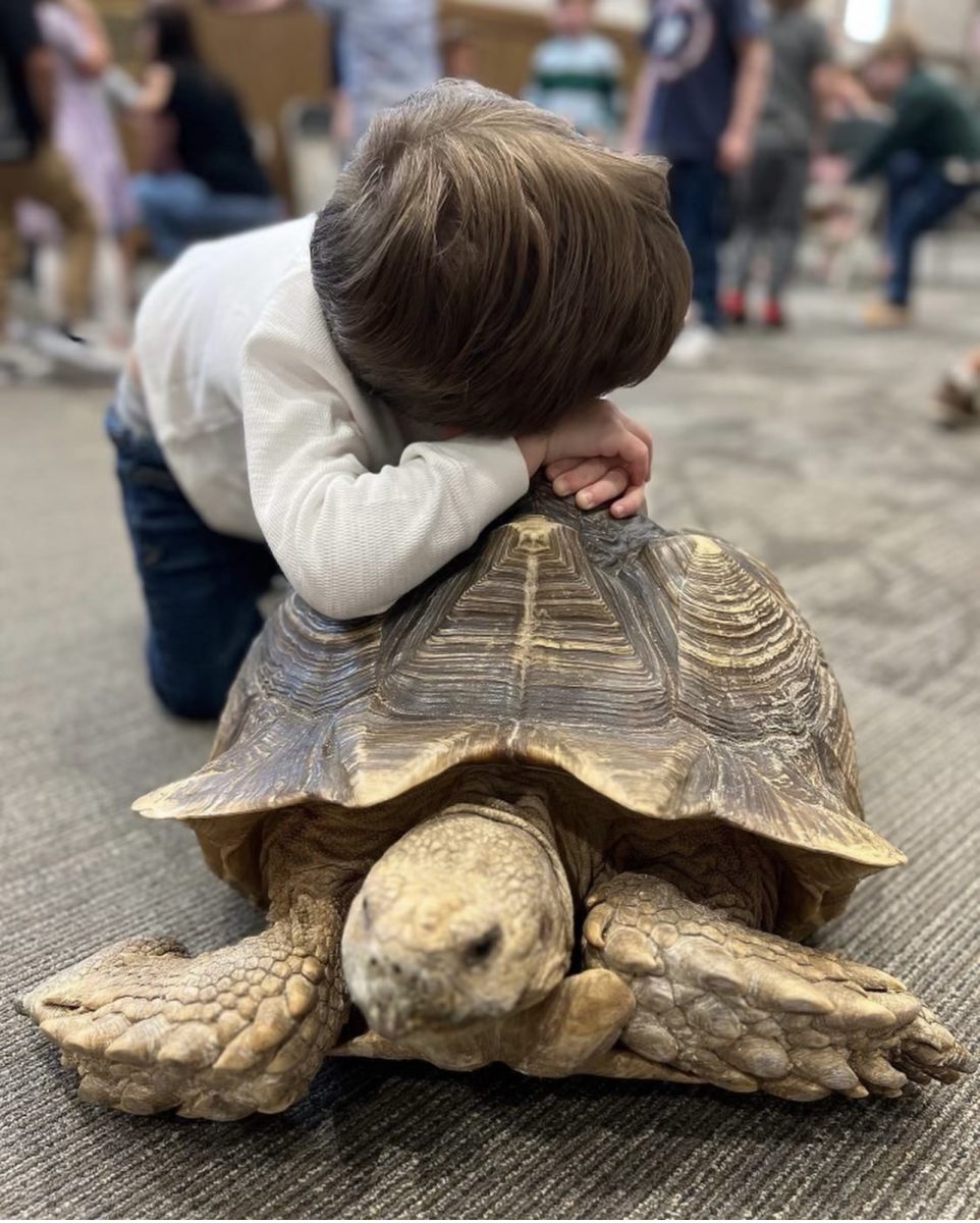 FOREVER+IN+OUR+HEART+Frankie+the+tortoise+brightens+up+the+day+of+a+young+kid+and+helps+him+to+discover+his+lifetime+love+of+animals+as+the+beloved+community+pet+he+is.