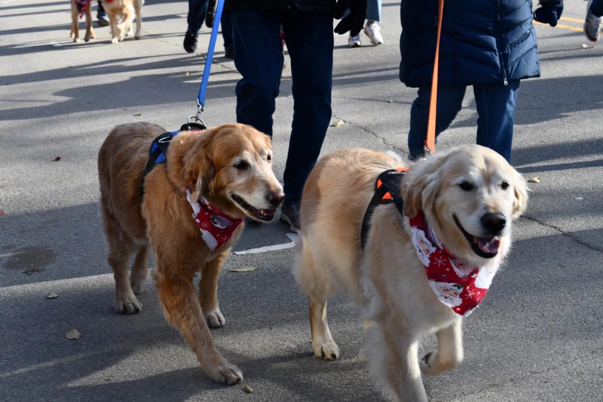 Furry friends representing the Golden Retriever Rescue of Michigan (GRROM) walk in the parade with their owners. 
