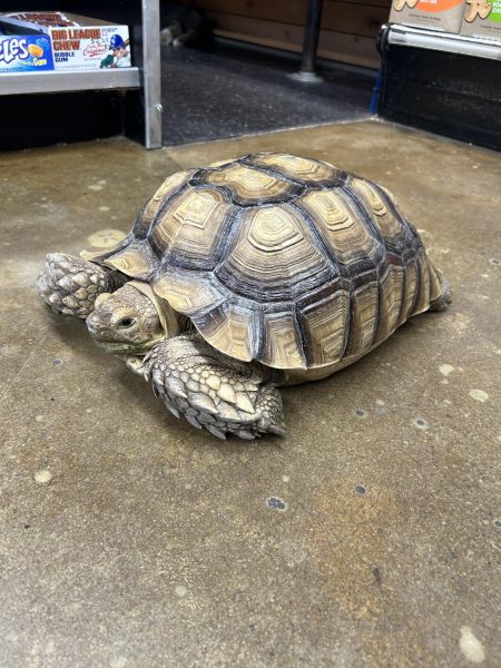 HOME SWEET HOME :Four-year-old sulcata tortoise, Holly, explores her new home at Lou’s Pet Shop after being rescued from abandonment in Chicago, Illinois.